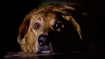 När hunden sover dåligt: Så visar den att den är stressad eller känner sig ignorerad