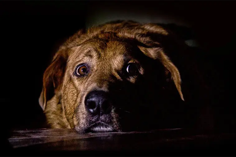 När hunden sover dåligt: Så visar den att den är stressad eller känner sig ignorerad
