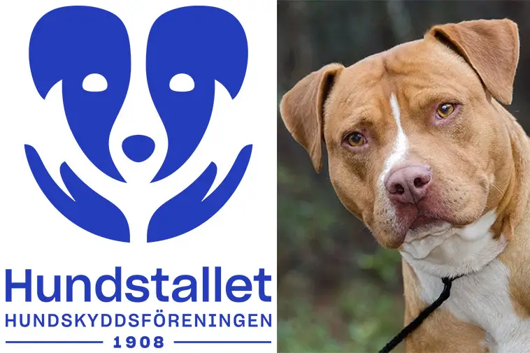 Prime Video inför reklam – betala extra för en annonsfri upplevelse