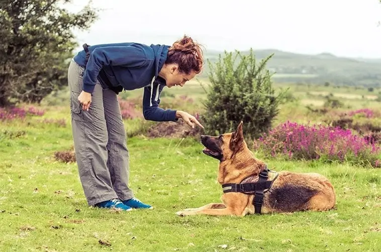 Ny forskning: Hundträning kan bromsa cellåldrandet hos kvinnor