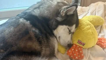 Huskyn förlorade sin valp – men fick moderskapet tillbaka tack vare en främling på nätet