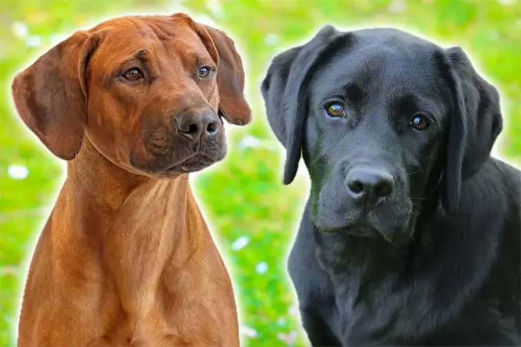 "En Labrador är inte alltid en Labrador" – studien som förändrar hur vi ser på hundar