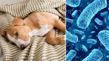 Så kan listeria smitta hundar och katter – expertråd