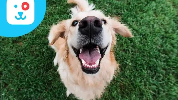 Håll dig uppdaterad – gå med i vårt hundnyhetsbrev!