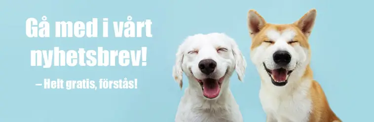 Håll dig uppdaterad – gå med i vårt hundnyhetsbrev!