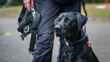 Från övergiven till hjälte – omplacerad Labrador blir polishund