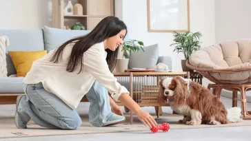 Perfekta hundar för lägenhet – 21 raser som trivs på liten yta