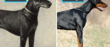 Effekten av selektiv avel: Hundraser idag jämfört med för 100 år sedan