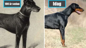 Effekten av selektiv avel: Hundraser idag jämfört med för 100 år sedan