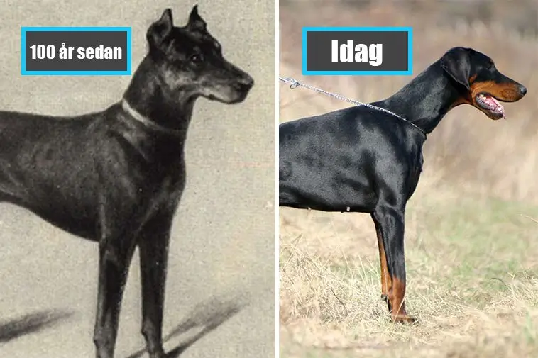 Effekten av selektiv avel: Hundraser idag jämfört med för 100 år sedan