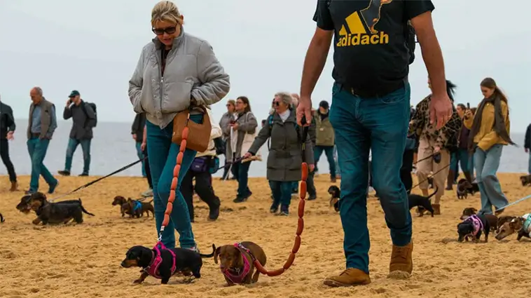 Hundfest på stranden – tusentals Taxar samlades för välgörenhet