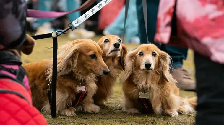 Hundfest på stranden – tusentals Taxar samlades för välgörenhet