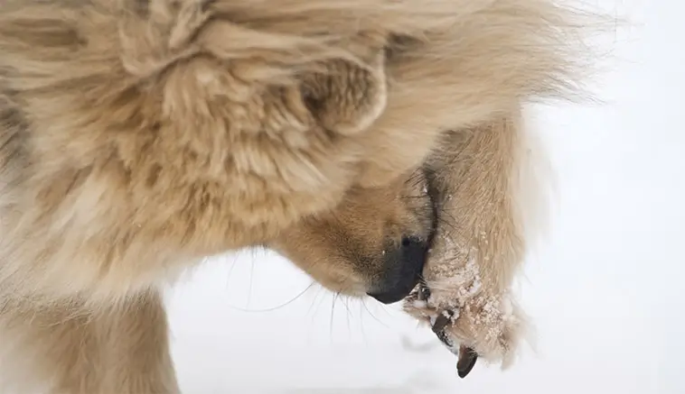 Vägsalt och vintertassar: så skyddar du din hund mot sveda, sprickor och irritation