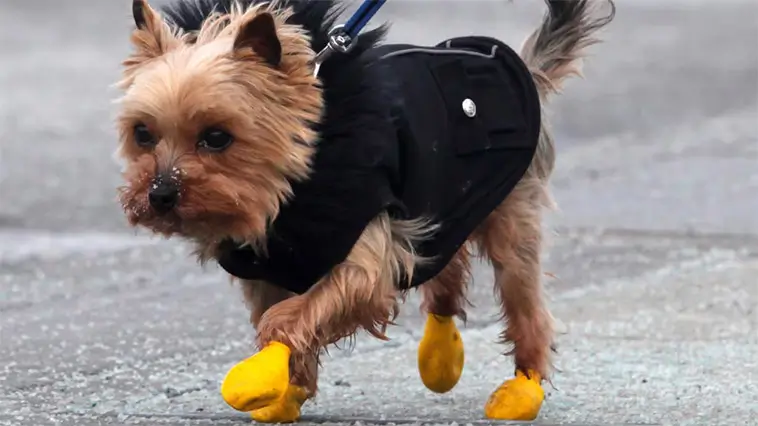 Vägsalt och vintertassar: så skyddar du din hund mot sveda, sprickor och irritation