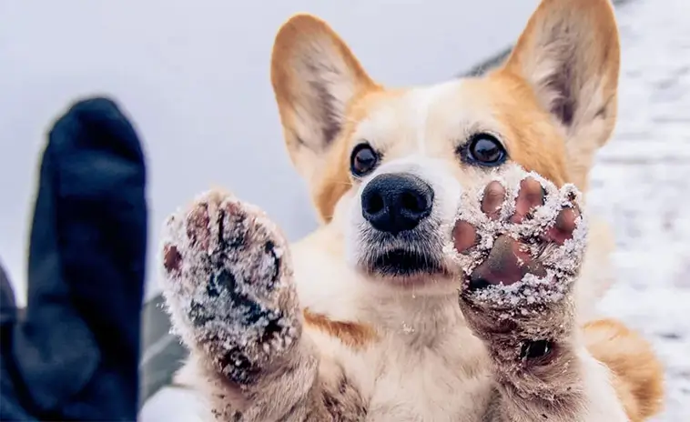 Vägsalt och vintertassar: så skyddar du din hund mot sveda, sprickor och irritation