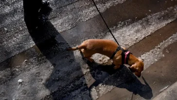 Vägsalt och vintertassar: så skyddar du din hund mot sveda, sprickor och irritation