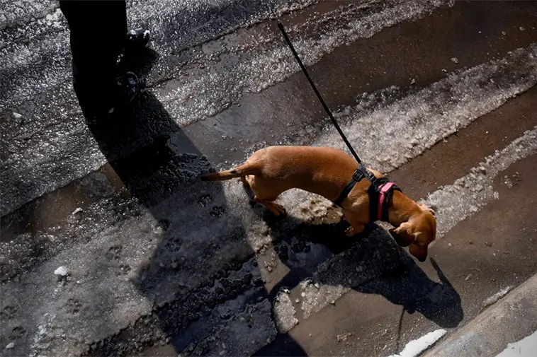 Vägsalt och vintertassar: så skyddar du din hund mot sveda, sprickor och irritation