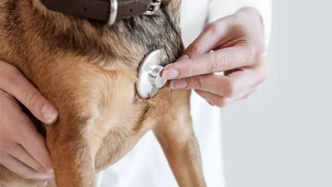 Hundägare ifrågasätter veterinärfaktura – priset tredubblades efter besök