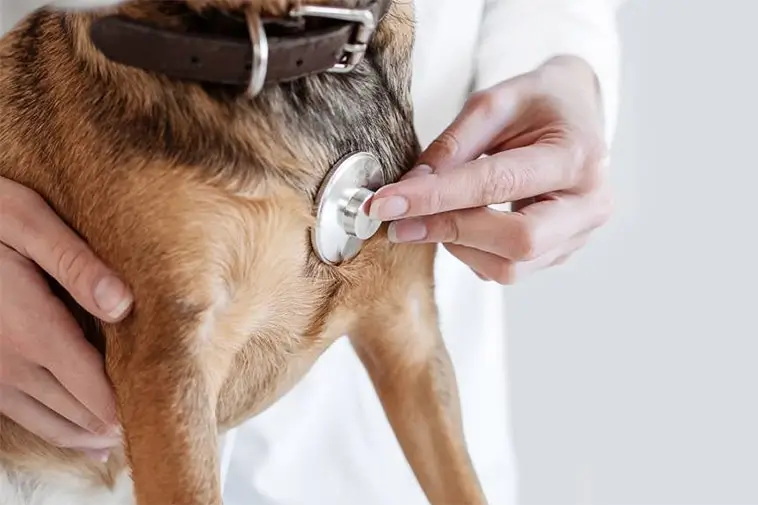 Hundägare ifrågasätter veterinärfaktura – priset tredubblades efter besök