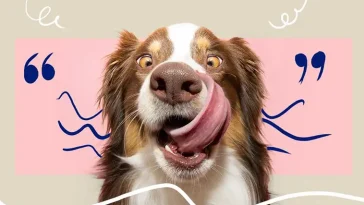 48 roliga hund-memes som garanterat kommer att få dig att skratta högt