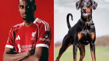 Alexander Isak köper vakthund – för 370 000 kronor