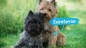 Cairnterriern – perfekt familjehund med bus i blicken