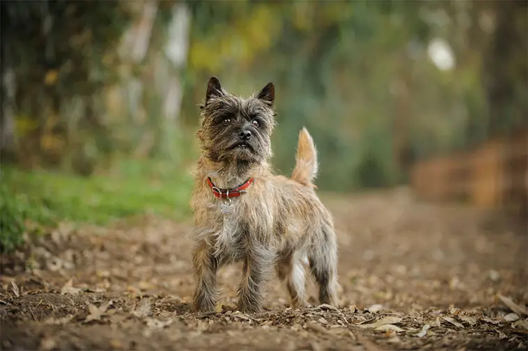 Cairnterriern – perfekt familjehund med bus i blicken