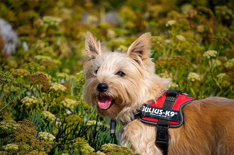 Cairnterriern – perfekt familjehund med bus i blicken
