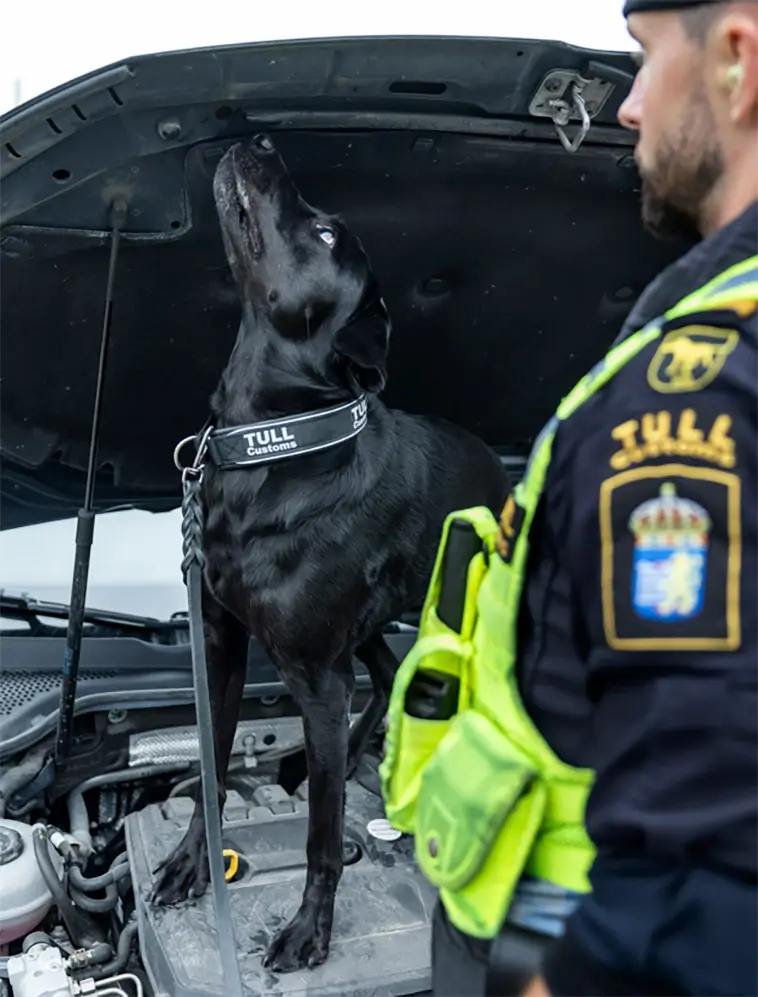 229 beslag på ett år – Fanny blir "Årets Narkotikasökhund 2025"