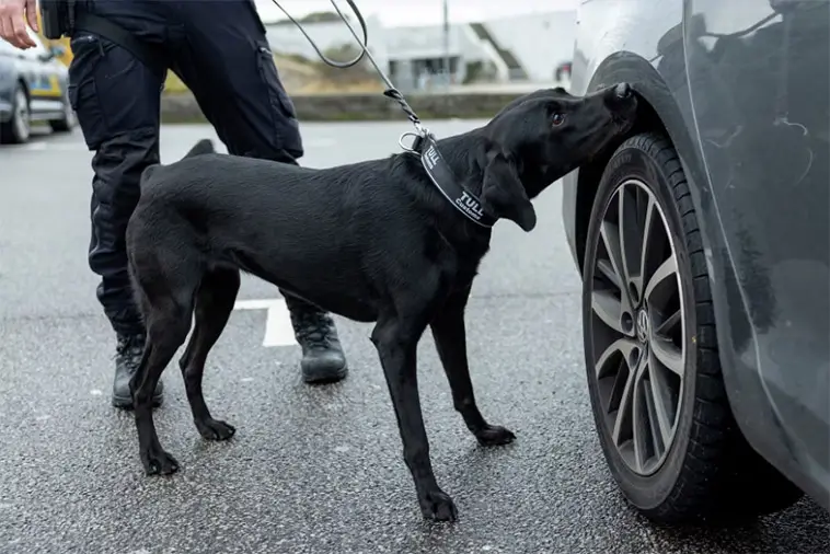 229 beslag på ett år – Fanny blir "Årets Narkotikasökhund 2025"