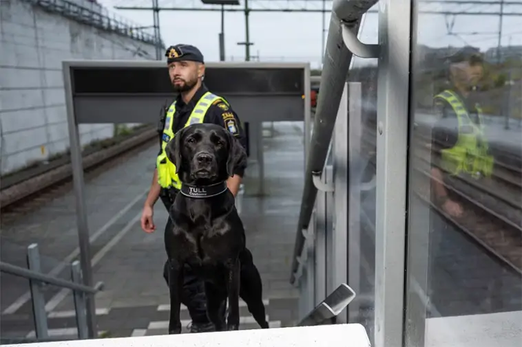 229 beslag på ett år – Fanny blir "Årets Narkotikasökhund 2025"