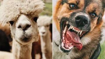 DNA visar: Hund – inte varg – låg bakom attacken på alpackorna