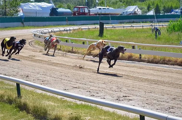 'Sponsorhundarna' gör comeback – välgörenhetssatsningen på Greyhoundbanan växer