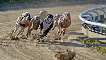 'Sponsorhundarna' gör comeback – välgörenhetssatsningen på Greyhoundbanan växer