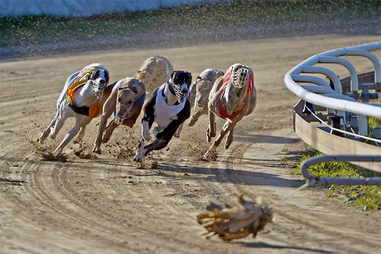 'Sponsorhundarna' gör comeback – välgörenhetssatsningen på Greyhoundbanan växer