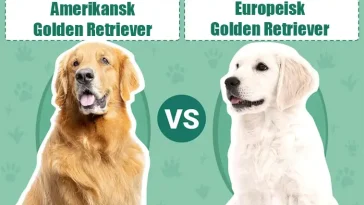 Amerikansk vs. Europeisk Golden Retriever – vad är skillnaden?