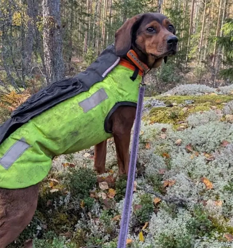 Hund fastnade i olaglig snara – jägaren: "Det värsta man kan tänka sig"
