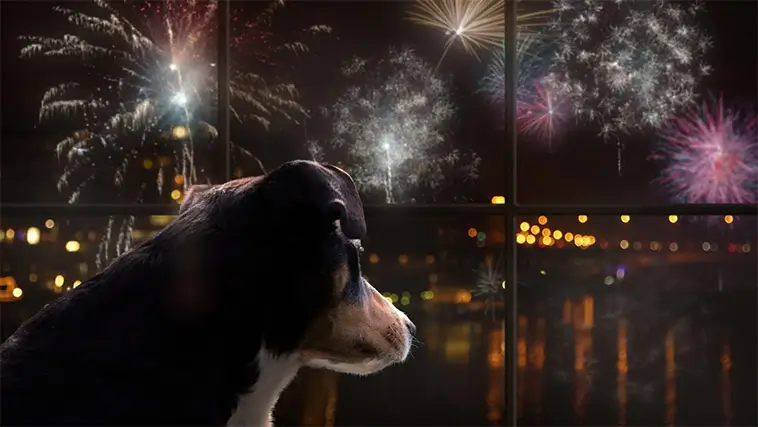 Hotell lanserar "hund-TV" – ska minska fyrverkeristress hos hundar