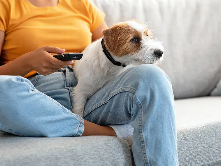 Hotell lanserar "hund-TV" – ska minska fyrverkeristress hos hundar