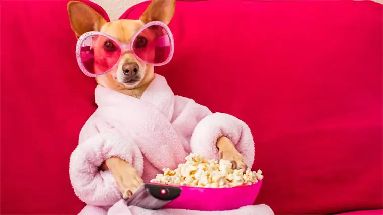 Hotell lanserar "hund-TV" – ska minska fyrverkeristress hos hundar