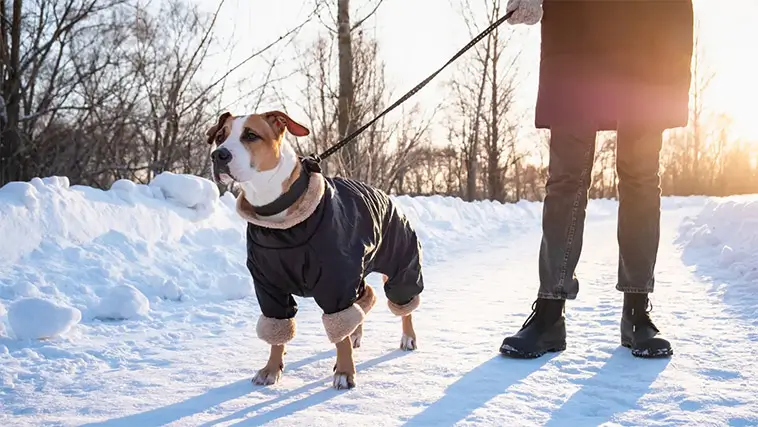 När kylan slår till – de dolda varningssignalerna som kan rädda din hunds liv i vinter
