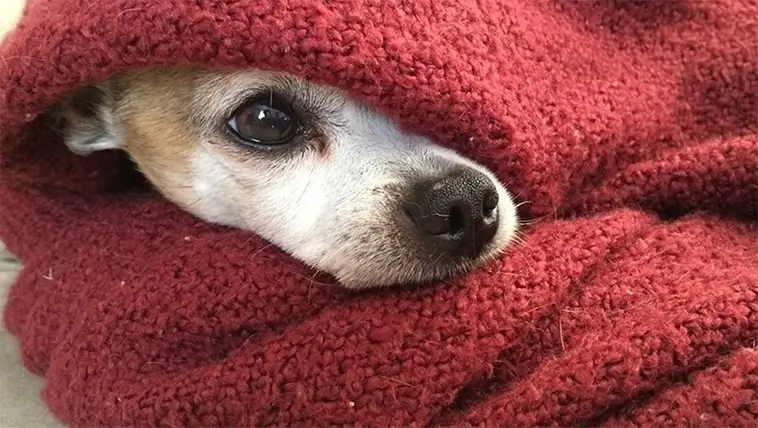 När kylan slår till – de dolda varningssignalerna som kan rädda din hunds liv i vinter
