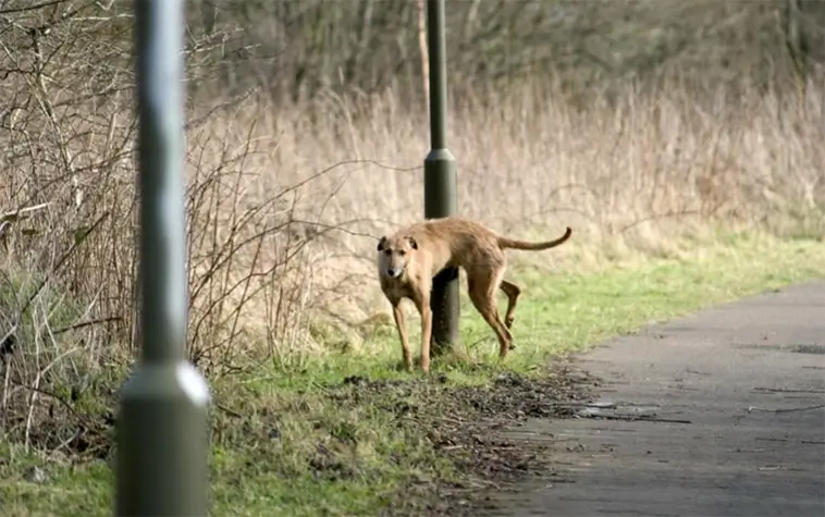 Kommunen slår larm: Hundkiss får lyktstolpar att ge upp i förtid