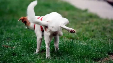 Kommunen slår larm: Hundkiss får lyktstolpar att ge upp i förtid