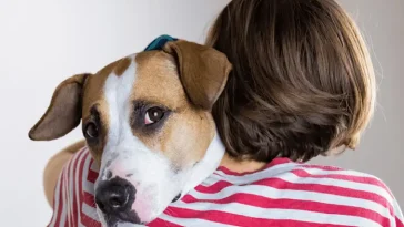 När din hund behöver avstånd – och varför en kram ibland kan göra mer skada än nytta