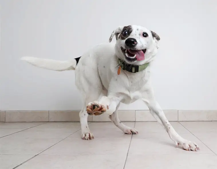 Myten om "pawtism" (autism för hundar)
