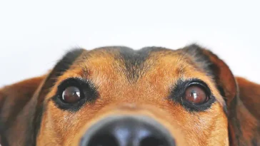 Myten om "pawtism" (autism för hundar)