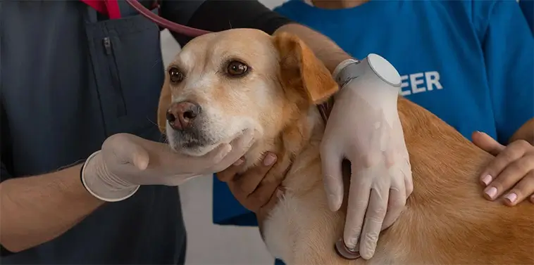 Allt fler hundägare pressas av skenande veterinärkostnader