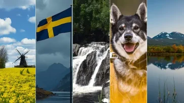 Nu har Sveriges landskapshundar utsetts – här är alla 25