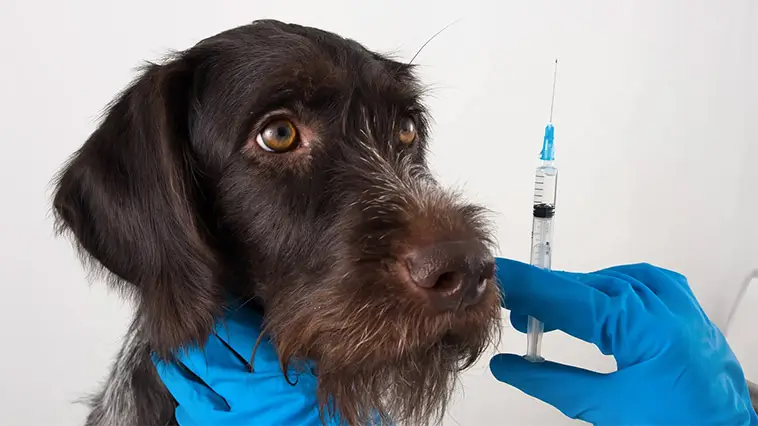 Vaccinskepsism sprider sig – nu tvekar fler att skydda sina husdjur